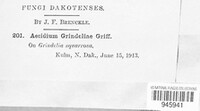 Aecidium grindeliae image